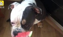 树上吃瓜狗,趣味瞬间捕捉自然和谐