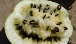 孕妇吃籽瓜,籽瓜助力母婴健康