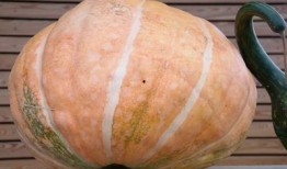 怀孕初期吃角瓜,角瓜助力健康孕育之旅