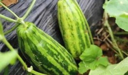 台州吃瓜啥意思,吃瓜群众的趣味生活