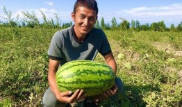 小康吃瓜视频,揭秘娱乐圈幕后故事，带你领略明星真实生活