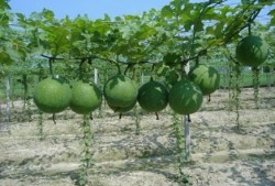 瓜萎根咋吃,瓜萎根的多样食用方法与营养益处