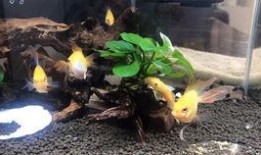 胡子瓜苦怎么吃,胡子瓜苦的多样食用方法探索