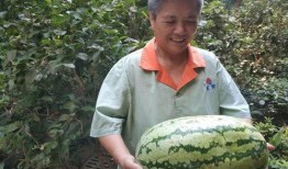 吃瓜物业,揭秘社区生活那些事儿