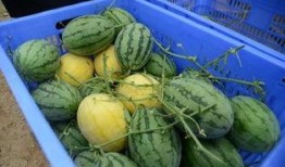 吃瓜群 名称,网络社交新现象背后的故事