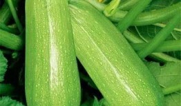 篮牙吃瓜,揭秘篮球场上的趣味瞬间