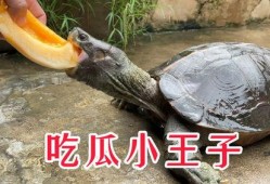 小巨在线吃瓜,揭秘娱乐圈幕后风云