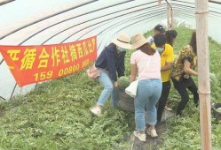 吃瓜比赛翻车了,一场意外的“瓜”界狂欢