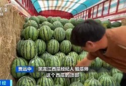 雾岛吃瓜,揭秘雾岛吃瓜背后的故事