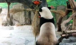 吃瓜大会九尾,吃瓜大会上的神秘传说