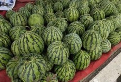 酥九九是吃瓜群众,揭秘吃瓜群众的趣味生活