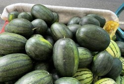 吃朋友的瓜,那些被吃掉的瓜，背后隐藏的秘密