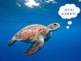 海龟吃瓜,探寻它们对西瓜的偏爱之谜