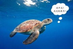 海龟吃瓜,探寻它们对西瓜的偏爱之谜