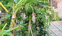 罗定朗塘吃瓜,探寻瓜果飘香的田园美食之旅