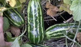 脆梢瓜怎么吃,解锁美味新体验