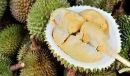 唧唧瓜娃吃榴莲,唧唧瓜娃的榴莲奇遇记