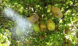 福州永泰吃瓜,一场别开生面的吃瓜之旅