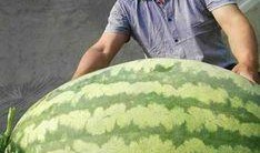 王者大型吃瓜,大型吃瓜事件全解析