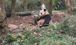 吃瓜小熊幼稚园,欢乐童年，快乐成长