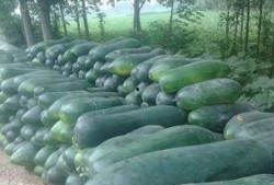 安徽滁州天长吃瓜视频,安徽滁州街头一幕引发网友热议