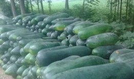 安徽滁州天长吃瓜视频,安徽滁州街头一幕引发网友热议