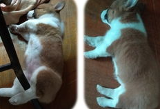 吃瓜的小肥,揭秘娱乐圈那些不为人知的幕后故事