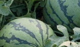 找个瓜吃,跟着“找个瓜吃”一起享受清凉时光