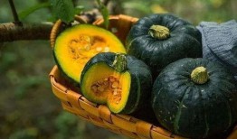 主播吃新疆板栗瓜,美味诱惑尽在眼前