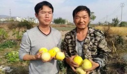 北美真吃瓜群众,揭秘娱乐圈背后的真相与八卦