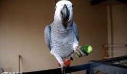 鹦鹉吃瓜视频全集,趣味视频全集精彩回顾