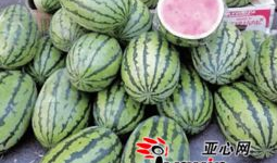 乌鲁木齐吃瓜店