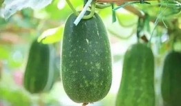 吃瓜制作人,从瓜田到餐桌的味蕾之旅