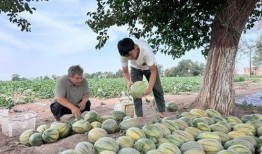 阿支天天吃瓜,揭秘瓜农的日常