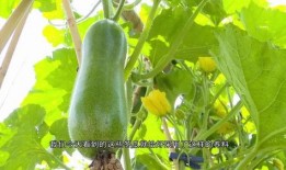 英区ppt吃瓜,揭秘幕后故事与趣味瞬间