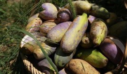 福州永泰吃瓜,一场别开生面的吃瓜之旅