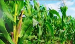 吃瓜网五一,吃瓜网带你领略全民盛宴