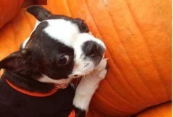 吃瓜小狗扇子,揭秘娱乐圈的清凉一夏