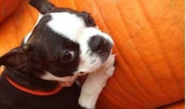 吃瓜小狗扇子,揭秘娱乐圈的清凉一夏