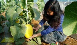 兰香吃瓜,探寻传统美食的魅力