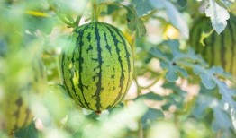 河南温县武陟吃瓜,瓜乡风情，品味夏日清凉