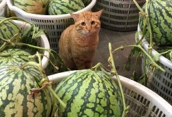 一栗动感吃瓜,揭秘娱乐圈幕后故事