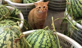 一栗动感吃瓜,揭秘娱乐圈幕后故事