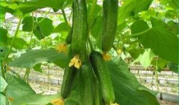 拨了牙可以吃瓜,美味瓜果轻松享