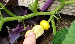 三花吃瓜,一场别开生面的夏日盛宴