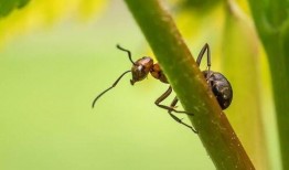 ucsd吃瓜蚂蚁上树,蚂蚁上树，瓜果飘香