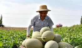 吃交瓜会发吗,真的会发吗？