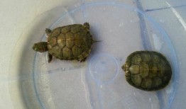 乌龟会不会吃小瓜,探究乌龟对小瓜的喜好