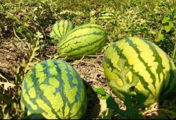 小康吃瓜视频,揭秘娱乐圈幕后故事，带你领略明星真实生活