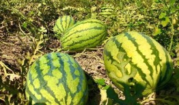 小康吃瓜视频,揭秘娱乐圈幕后故事，带你领略明星真实生活